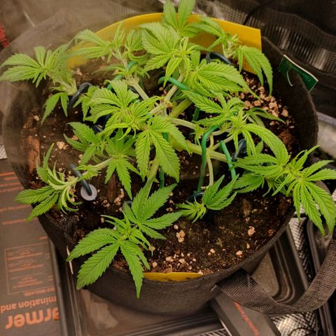 North Thunderfuck Auto RQS growlog timeline photo