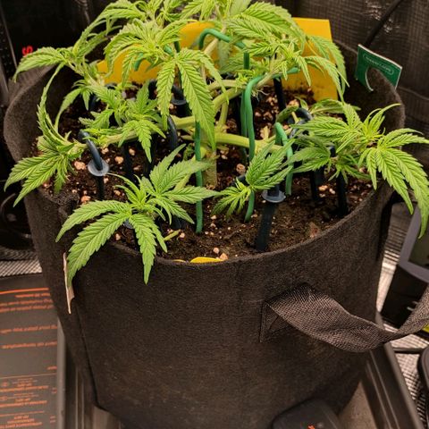 North Thunderfuck Auto RQS growlog timeline photo