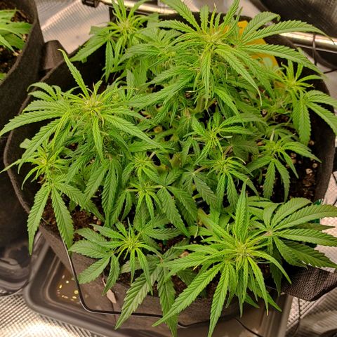 3 growlog timeline photo