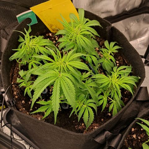 6 growlog timeline photo