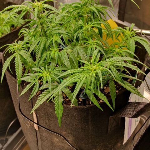 3 growlog timeline photo