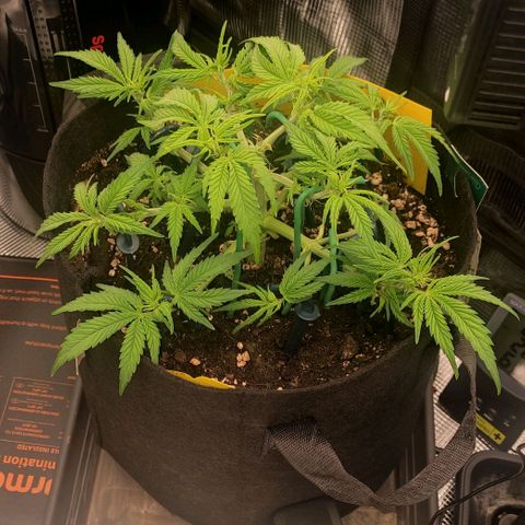 North Thunderfuck Auto RQS growlog timeline photo
