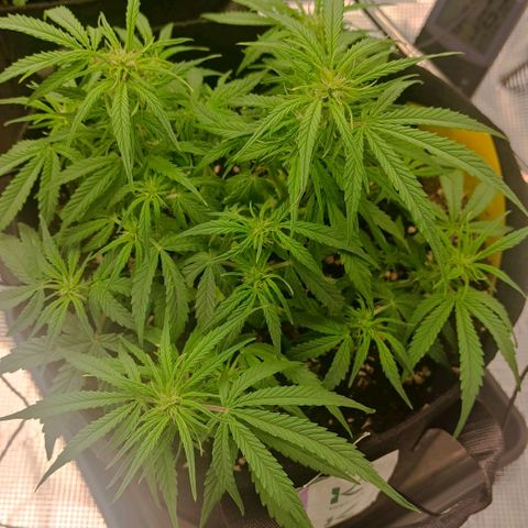 3 growlog timeline photo