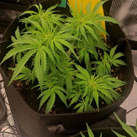6 growlog timeline photo