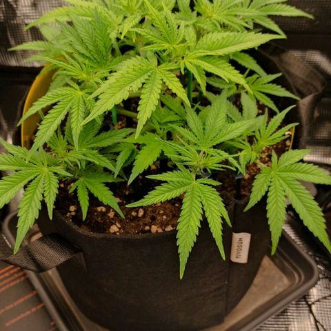North Thunderfuck Auto RQS growlog timeline photo