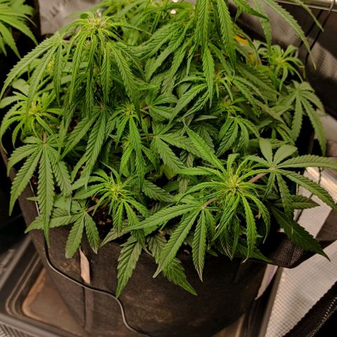 3 growlog timeline photo