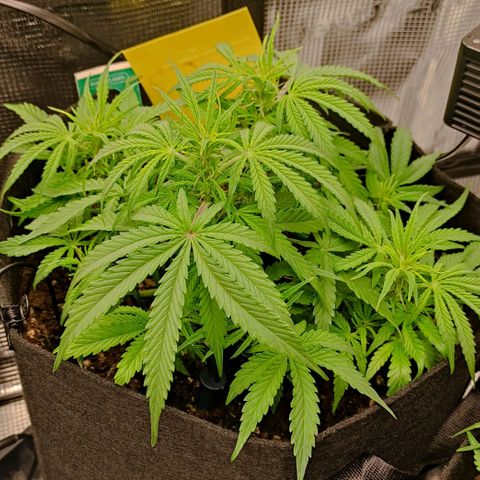 6 growlog timeline photo