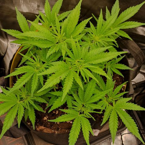 North Thunderfuck Auto RQS growlog timeline photo