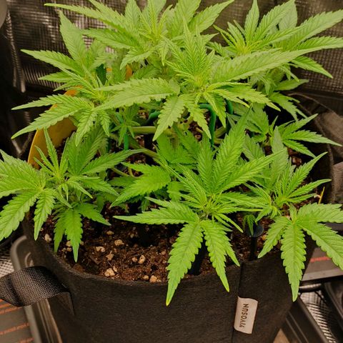 North Thunderfuck Auto RQS growlog timeline photo