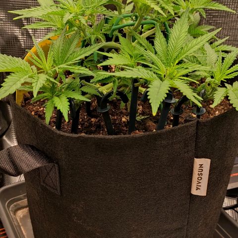 North Thunderfuck Auto RQS growlog timeline photo