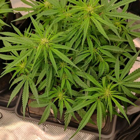 3 growlog timeline photo