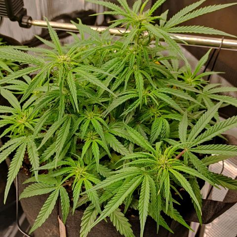 3 growlog timeline photo