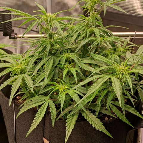 3 growlog timeline photo