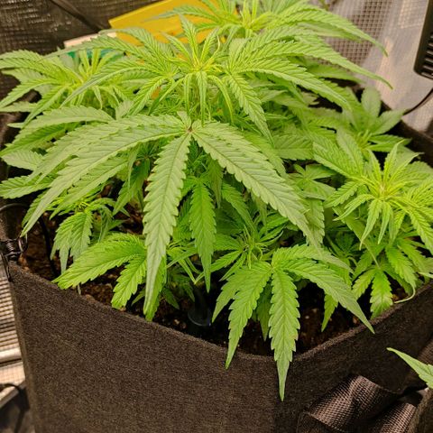 6 growlog timeline photo