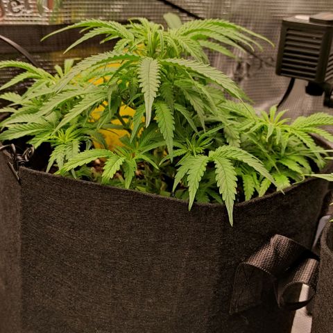 6 growlog timeline photo