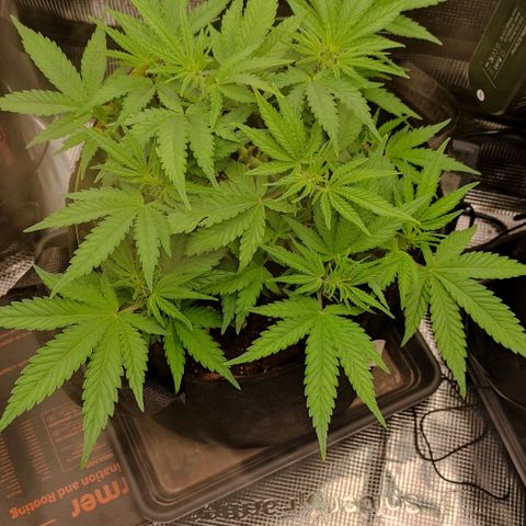 North Thunderfuck Auto RQS growlog timeline photo