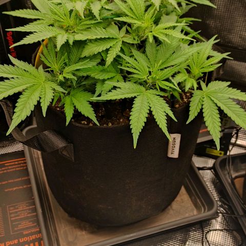 North Thunderfuck Auto RQS growlog timeline photo