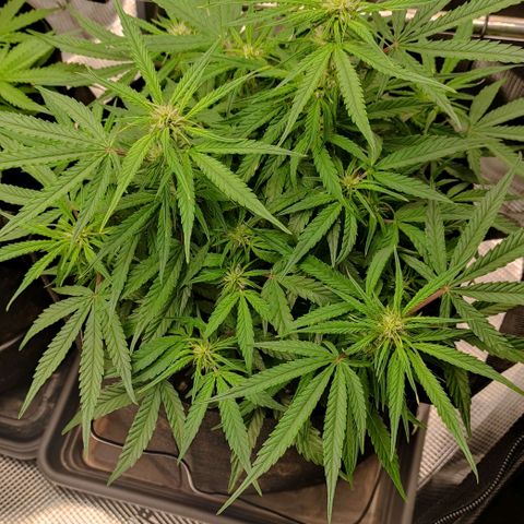 3 growlog timeline photo