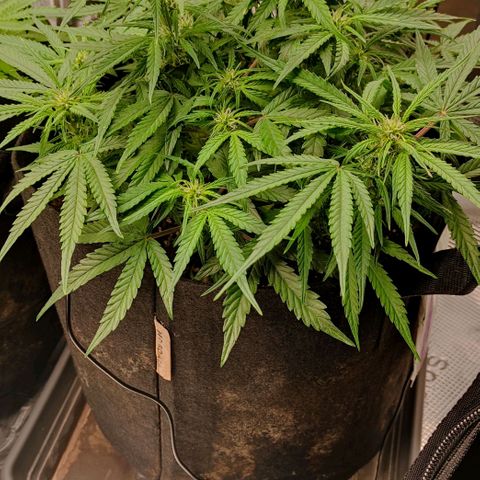 3 growlog timeline photo