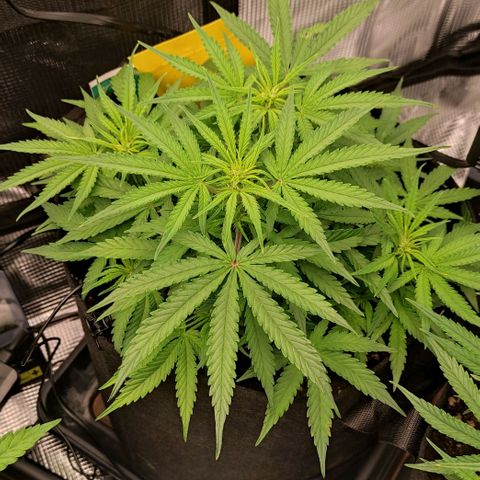 6 growlog timeline photo