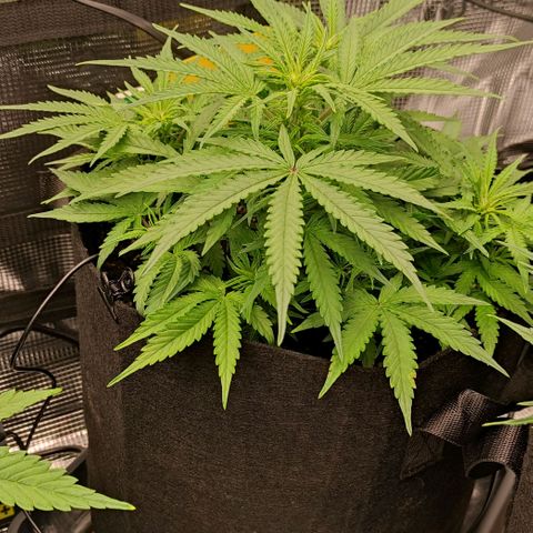 6 growlog timeline photo