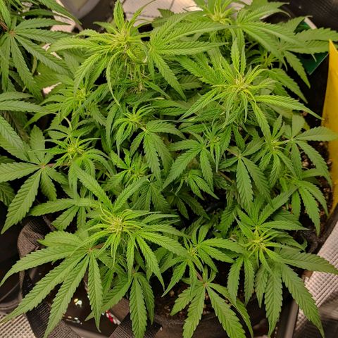 6 growlog timeline photo