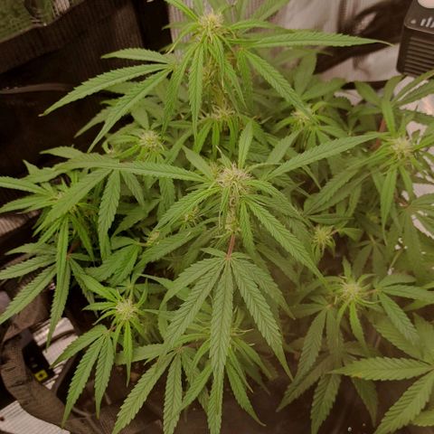 3 growlog timeline photo