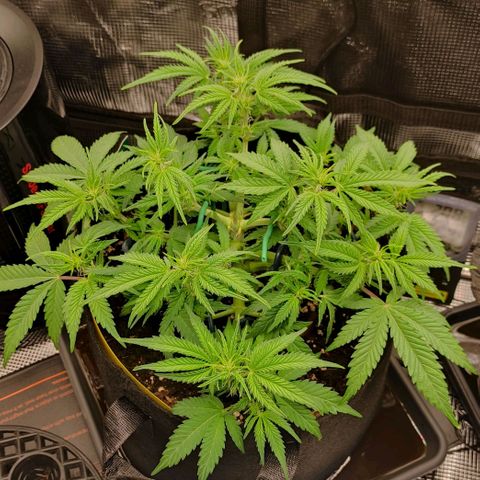 North Thunderfuck Auto RQS growlog timeline photo