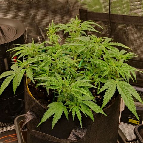 North Thunderfuck Auto RQS growlog timeline photo