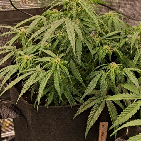 3 growlog timeline photo