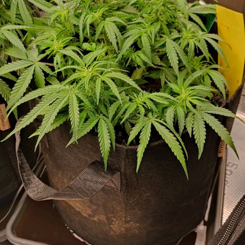 6 growlog timeline photo