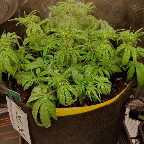 North Thunderfuck Auto RQS growlog photo: 30 min vor Licht aus
