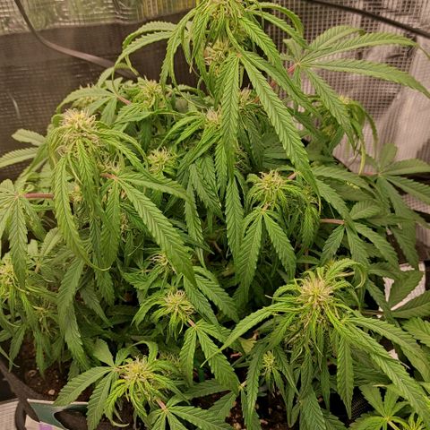 3 growlog photo: 30 min vor Licht aus