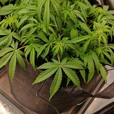 6 growlog photo: 30 min vor Licht aus