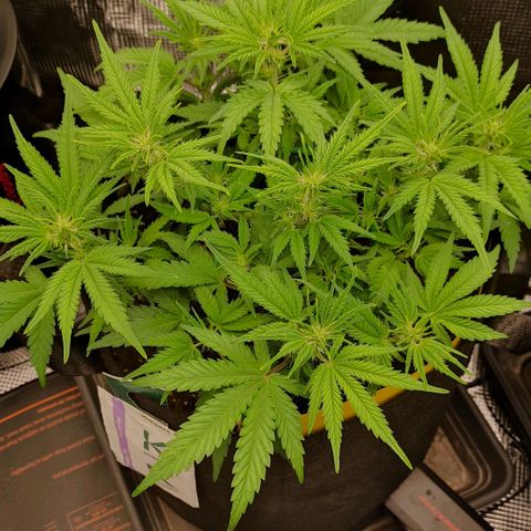 North Thunderfuck Auto RQS growlog timeline photo