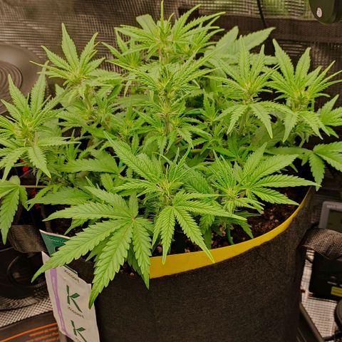 North Thunderfuck Auto RQS growlog photo: 20:50