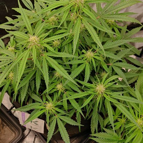 3 growlog timeline photo
