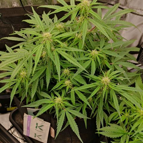 3 growlog photo: 20:50