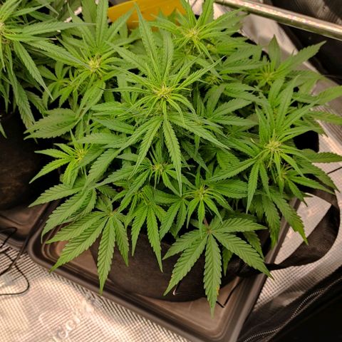 6 growlog timeline photo