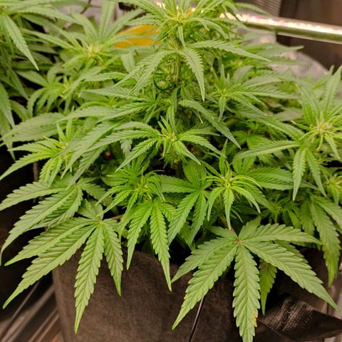 6 growlog photo: 20:50