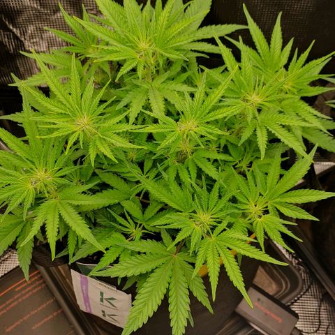 North Thunderfuck Auto RQS growlog timeline photo