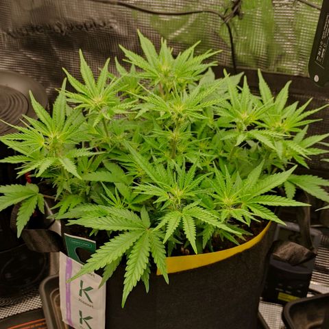 North Thunderfuck Auto RQS growlog photo: 16:00