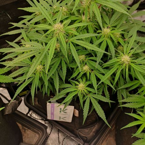 3 growlog timeline photo