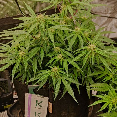 3 growlog photo: 16:00