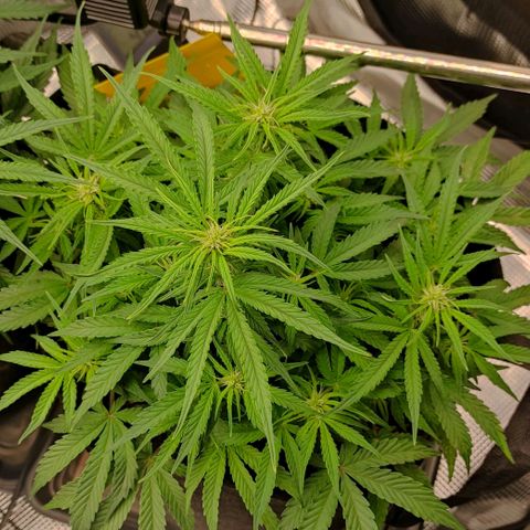 6 growlog timeline photo
