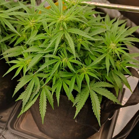 6 growlog photo: 16:00