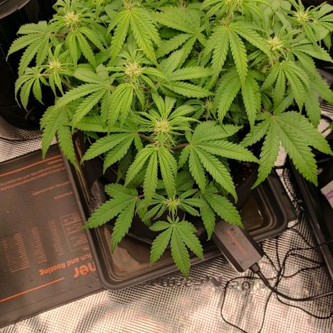 North Thunderfuck Auto RQS growlog timeline photo