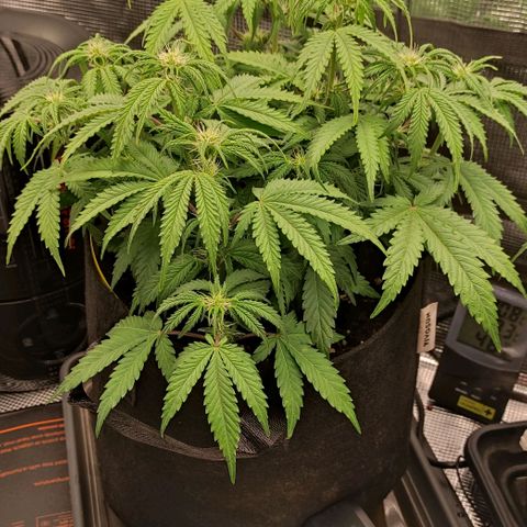 North Thunderfuck Auto RQS growlog photo: 18:00 Uhr