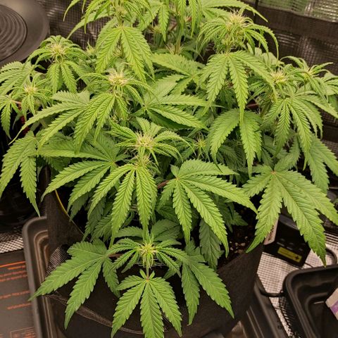 North Thunderfuck Auto RQS growlog photo: 18:00 Uhr
