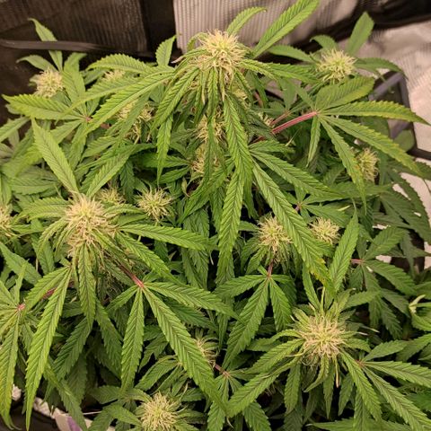3 growlog timeline photo